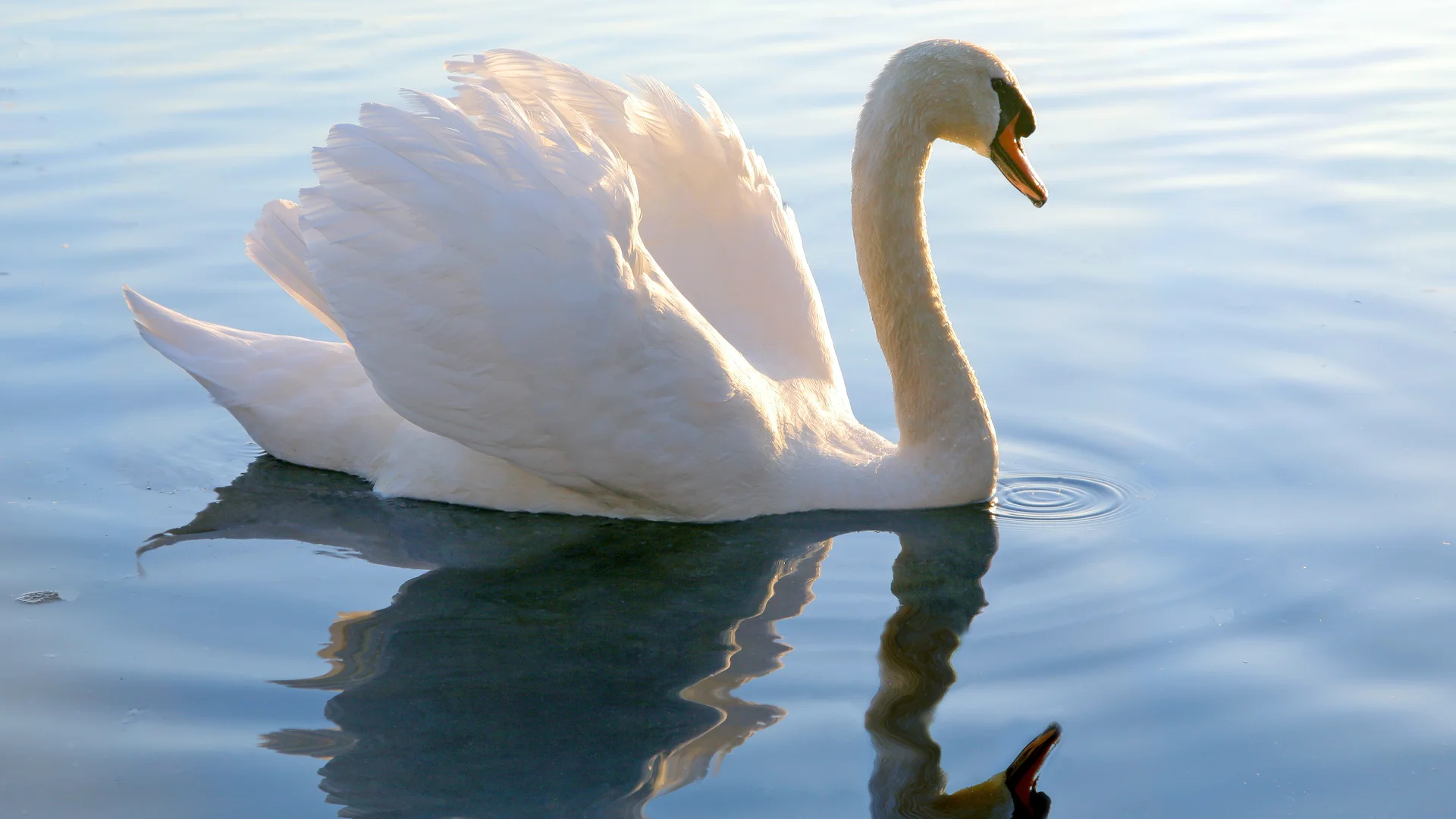 Cygne sur le lac d'Annecy - Protection de la faune et de la flore - Acteurs Annecy