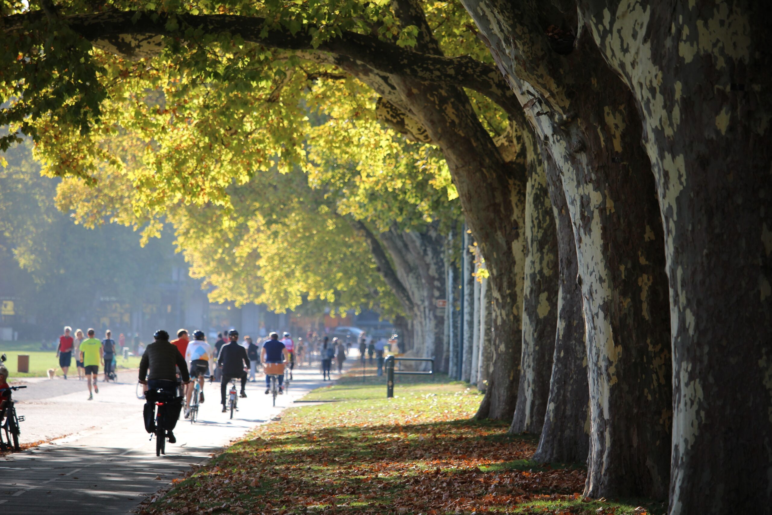 Cyclistes et joggeurs sur une allée bordée de grands platanes au bord du lac d’Annecy, un matin d’automne ensoleillé. Cette photographie est utilisée sur le site des Acteurs d'Annecy.